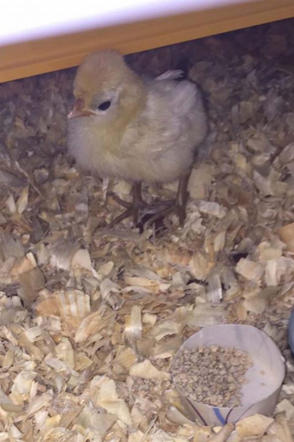 January the chicken was born on Jan. 30 in Mrs. Moores science class. 