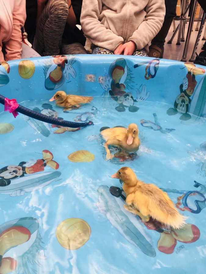 Ducklings swim around the baby pool in Ms. Moores room.