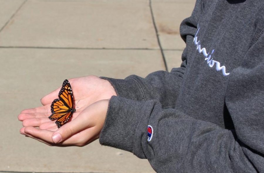 Cooper Adams, sixth grader, holds a newly tagged butterfly just before it is released on Oct. 11 outside the middle school. 
