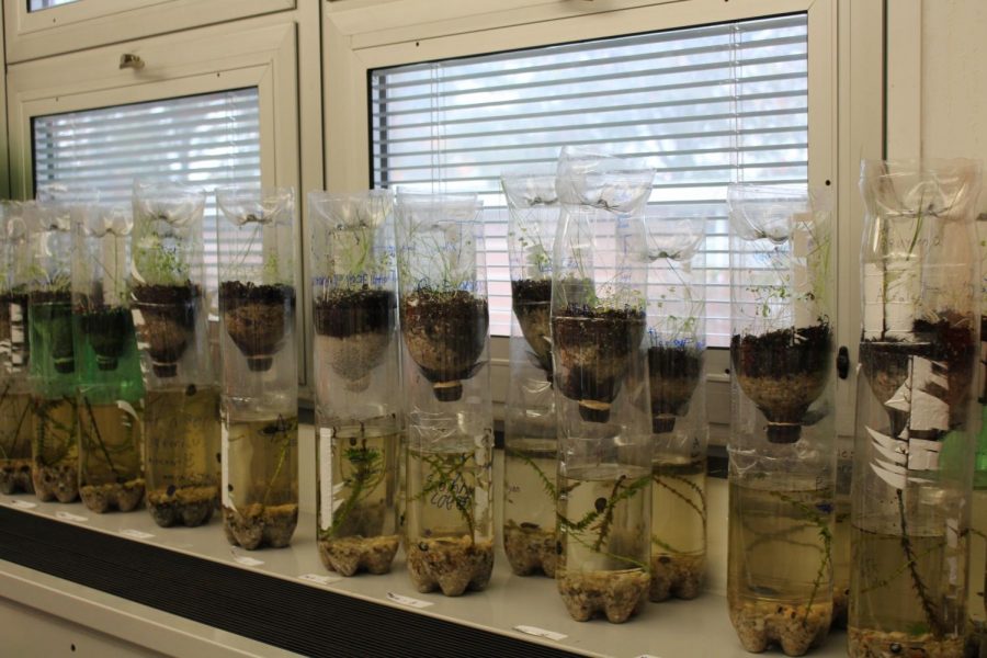The fifth grade students created terrariums and aquariums in Mrs. Perrys science class for the ecosystem unit. 