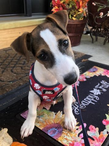 Former teacher’s dog traced back to puppy mills in Indiana