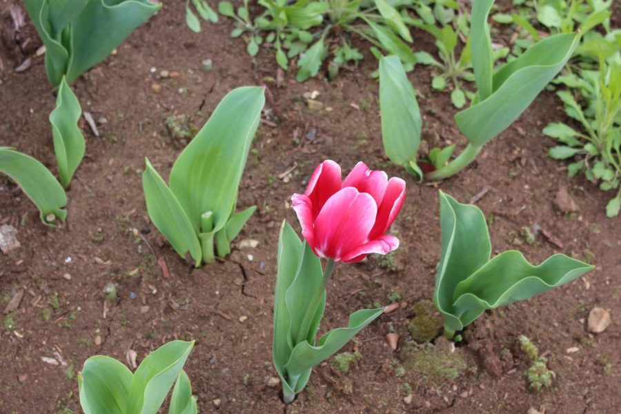 Flowers from the new garden off the Library