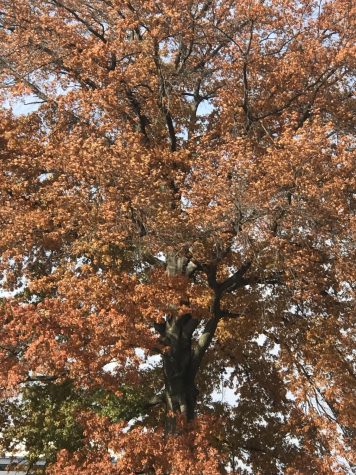 The tree outside the school still has its brown leaves. Fall leaf season was shorter this year. 