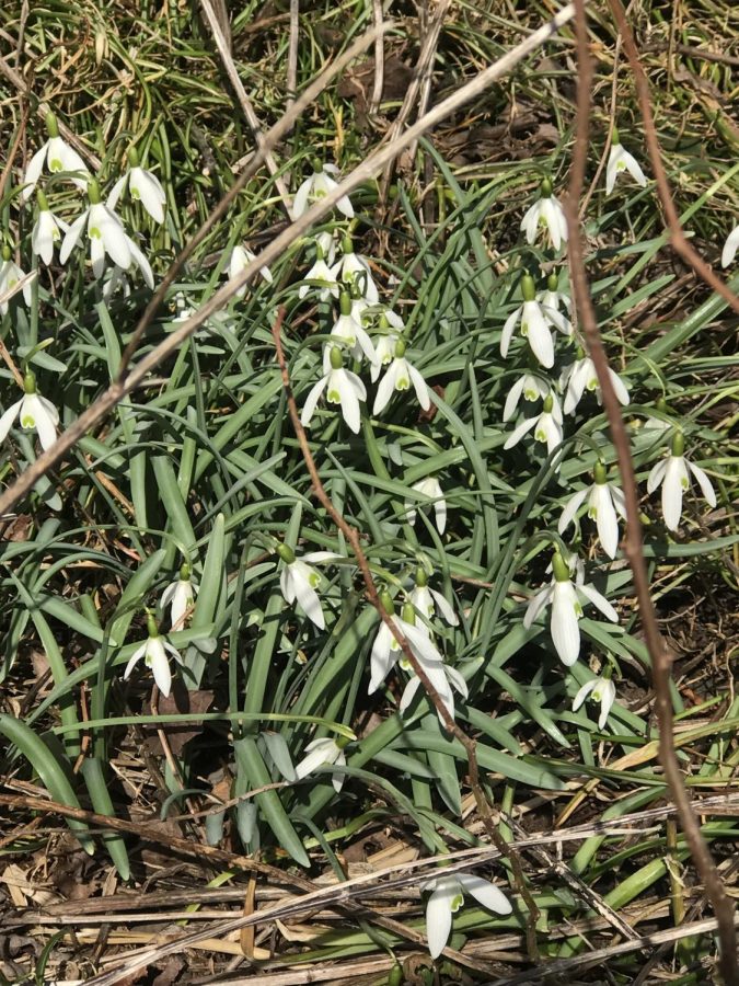  Snowdrops begin blooming around the first week of March.  