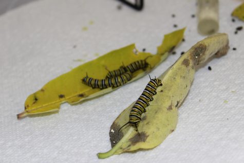 Monarch caterpillars in Ms. Ging’s classroom eating milkweed.
