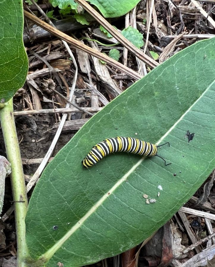  Up close monarch butterfly in the larvae stage before going into its chrysalis.
