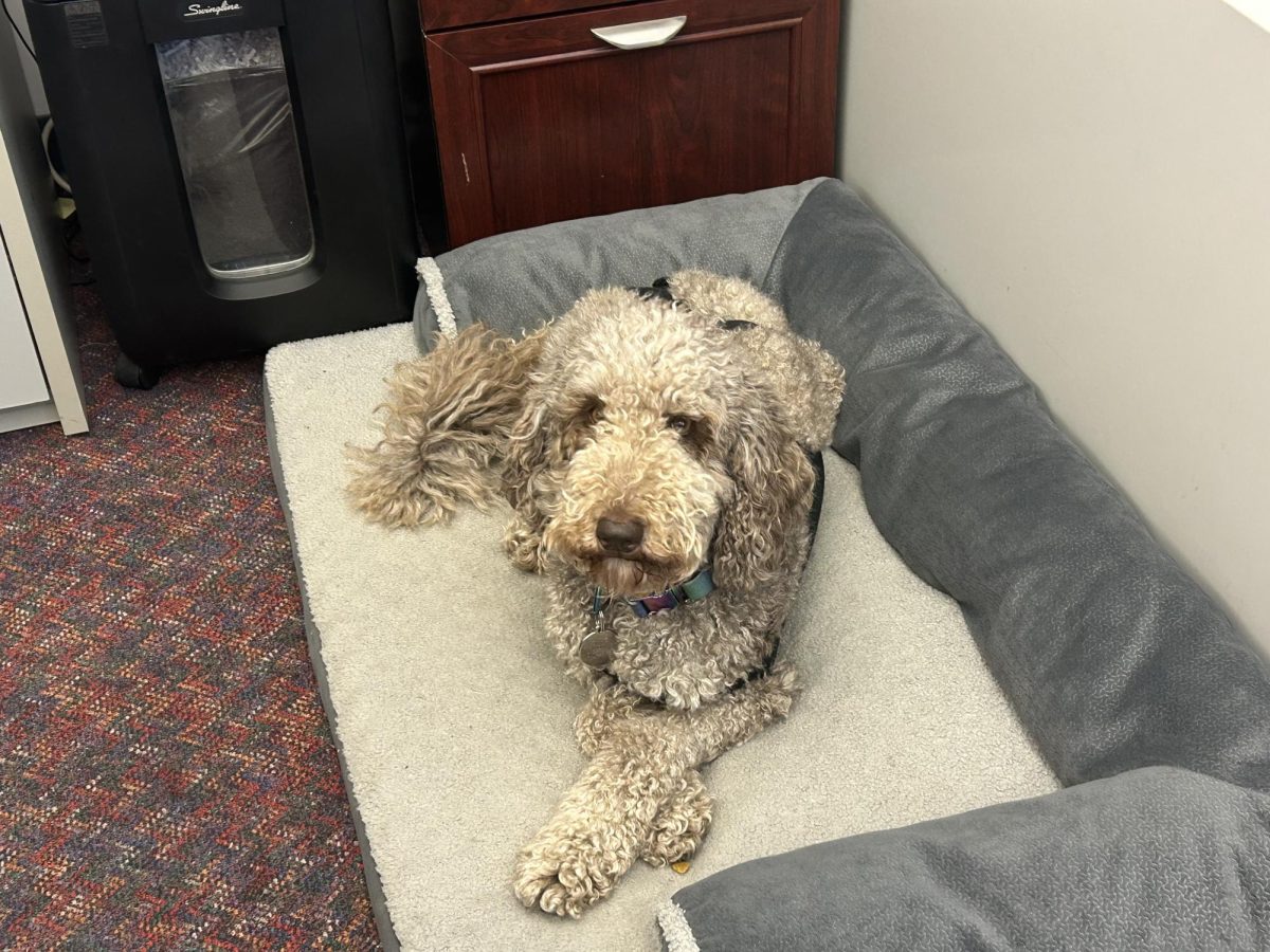 Ariel sits on her dog bed in the main office, behind Mrs. Cathy Baker’s desk.