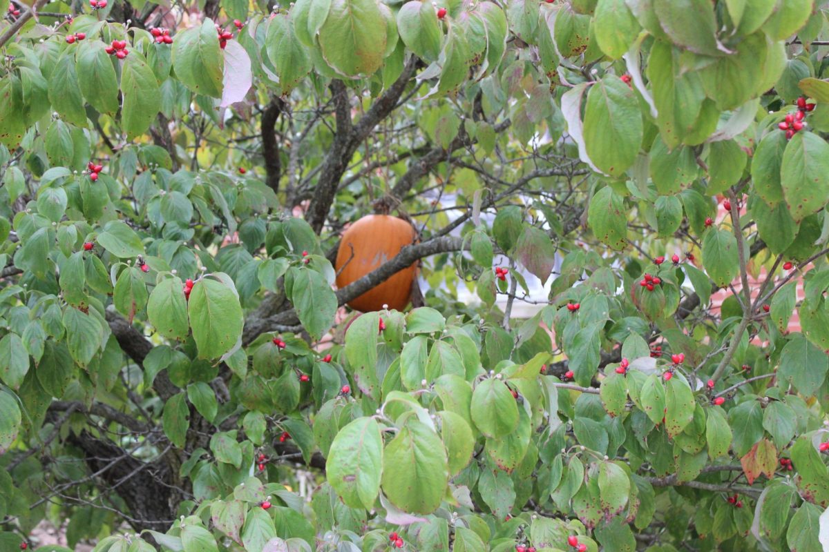 The pumpkin sits up high in the tree above the courtyard on Oct. 15.
