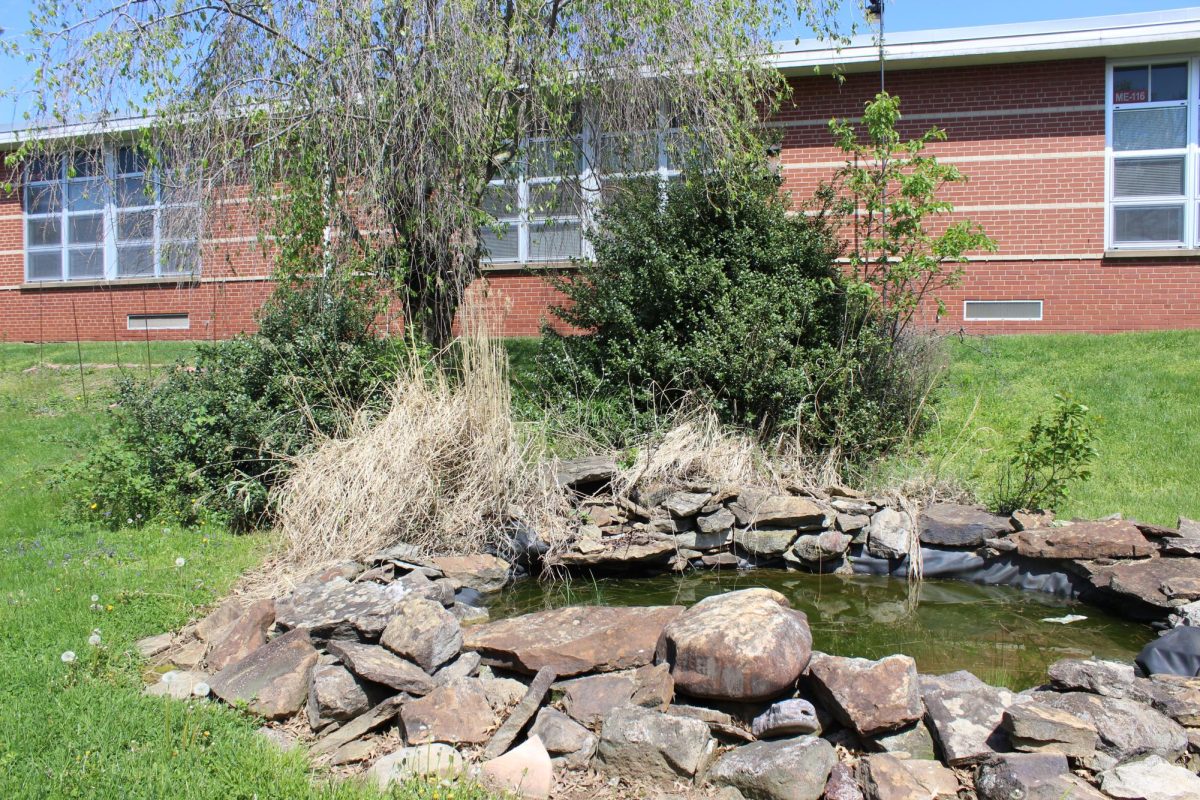 The Willow tree growing new leaves in the courtyard.